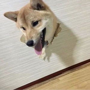 look for my next post for part 2 because it’s funny | dog, puppy y meme
