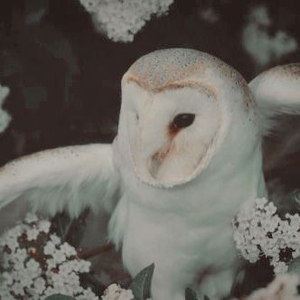 (7) Pinterest