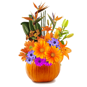 Pumpkin Flowers